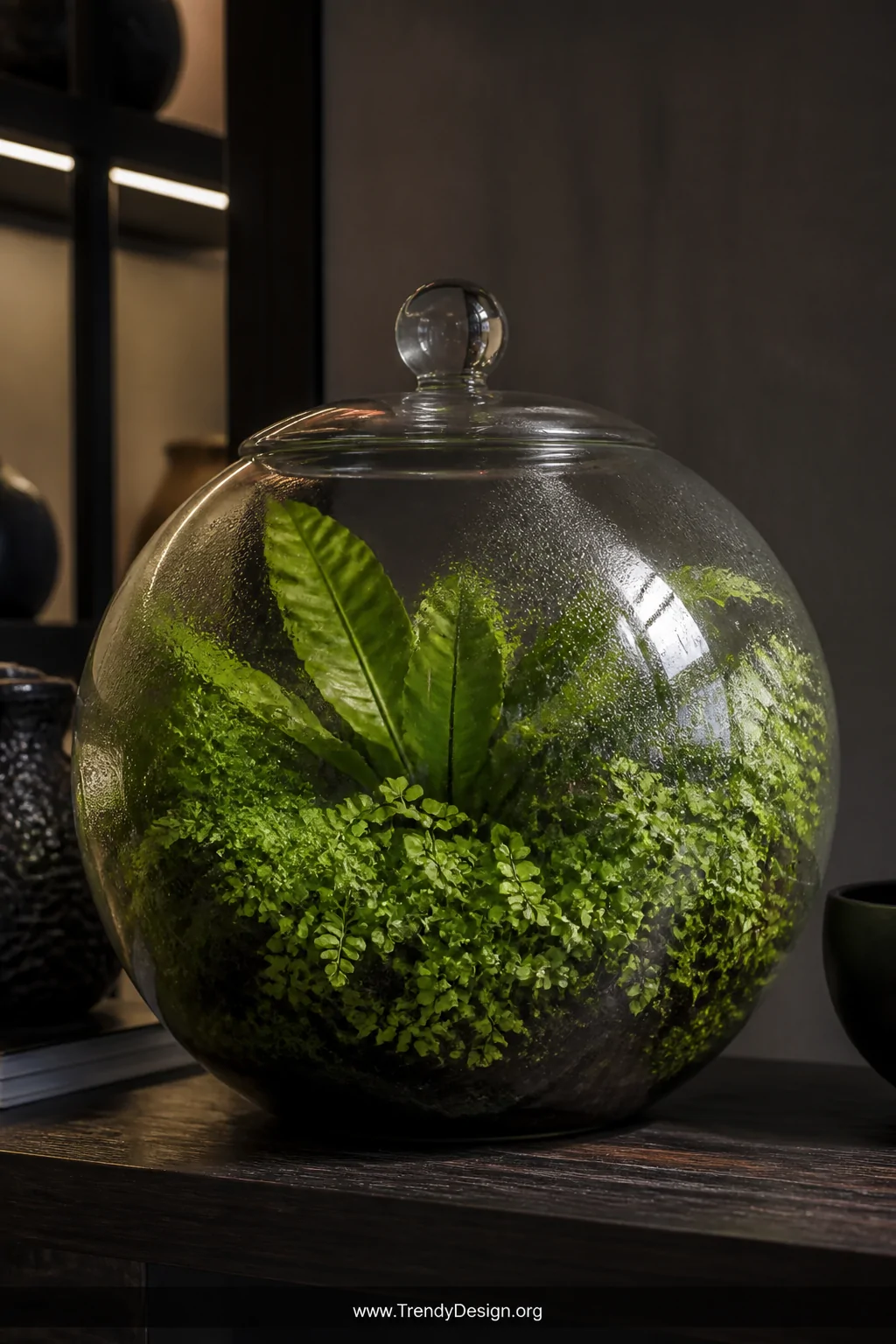 Medium close-up shot of a sealed spherical glass terrarium resting on a dark wooden shelf, interior walls lightly fogged with