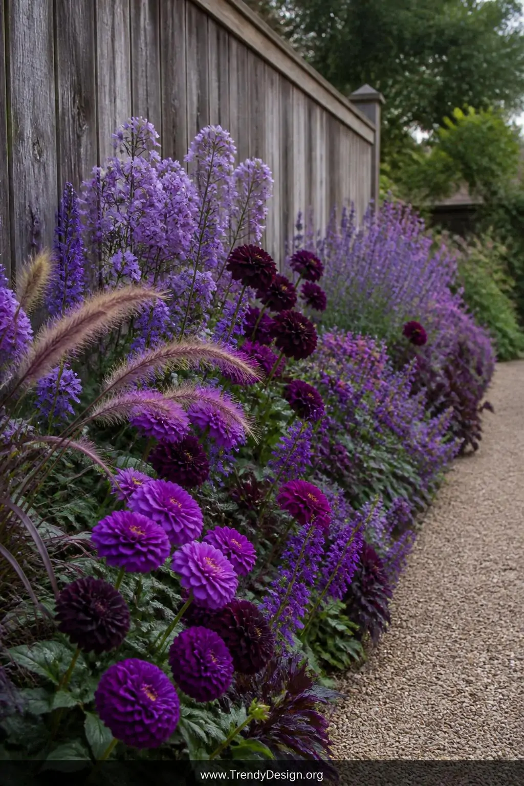 Medium shot of a dramatic all-purple single-color flower border running along a weathered timber fence, pale lavender and lil