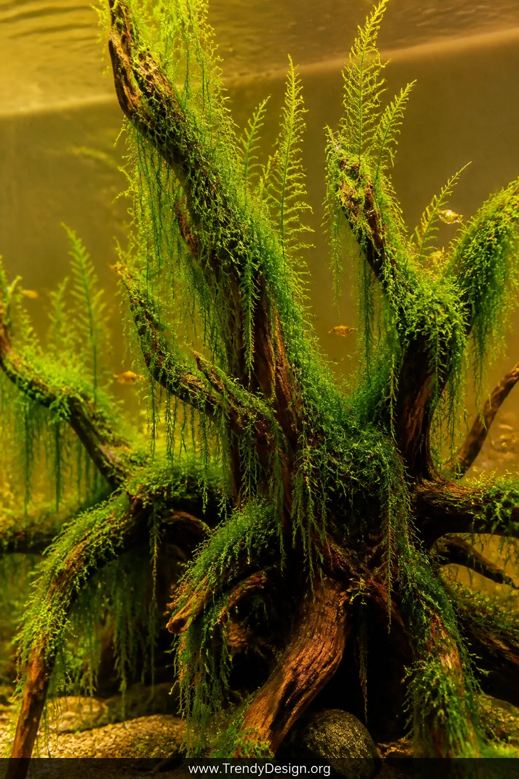 Close-up detail shot of twisted spider wood driftwood submerged in a goldfish tank, entirely draped in lush Java moss creatin