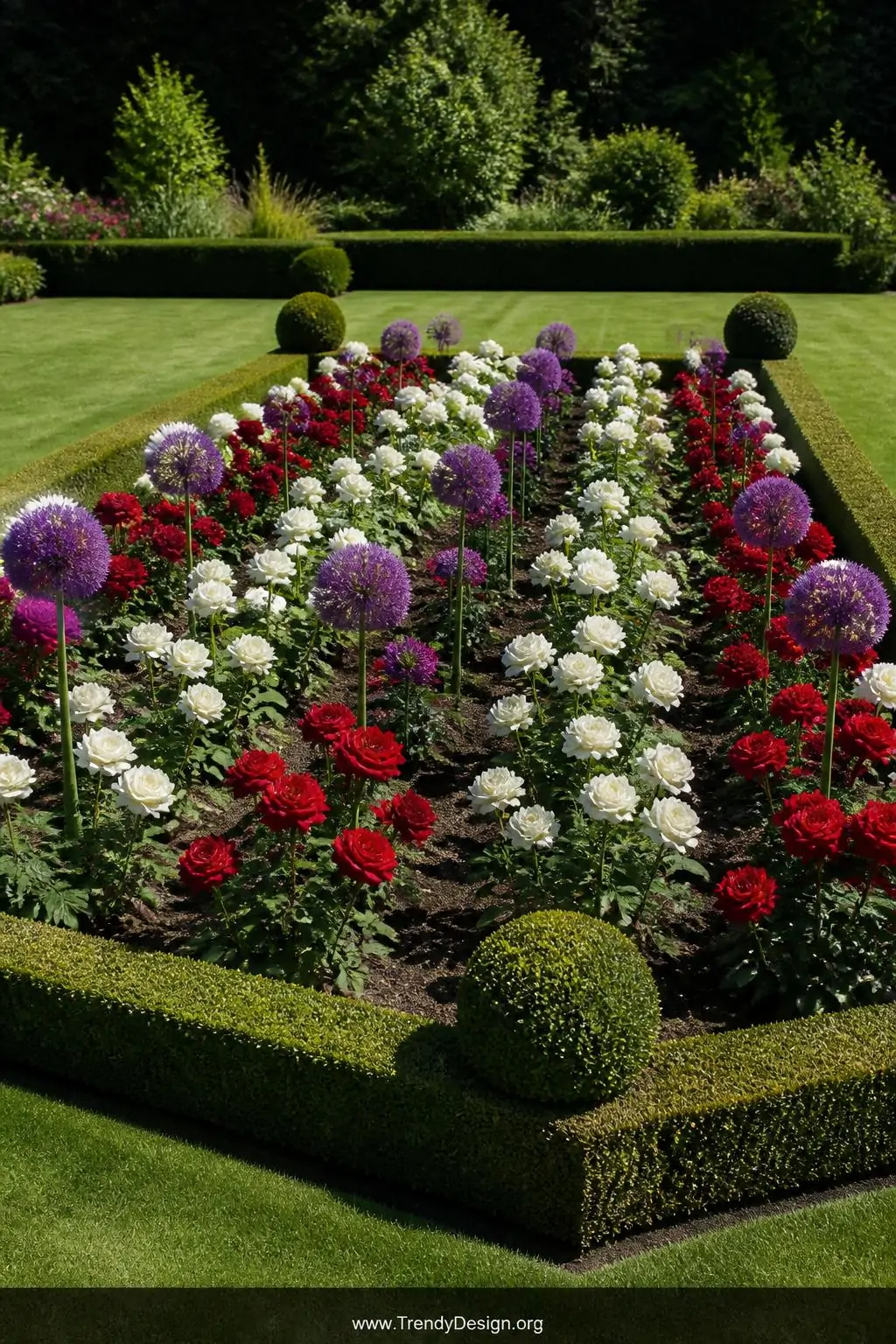 Wide shot of a formal structured garden border with neatly clipped low boxwood hedges creating crisp geometric edges, symmetr