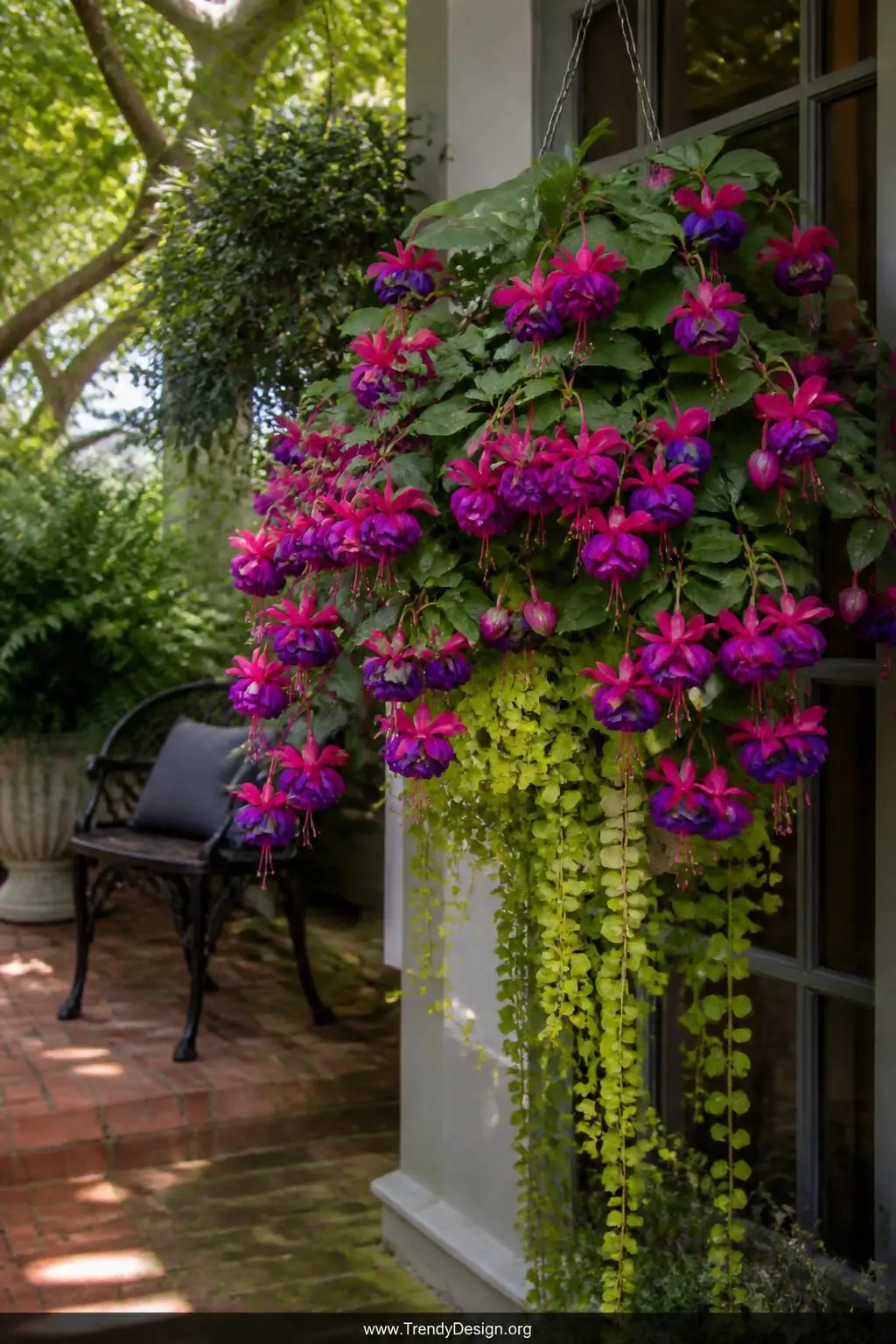 A medium-shot photorealistic image of a cool shaded porch corner where a lush hanging basket bursts with double-flowered fuch