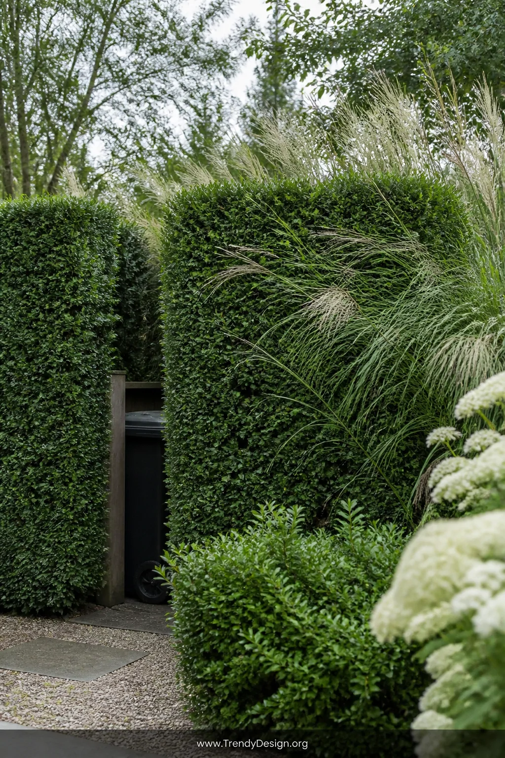 Wide shot of a lush dense living hedge screen of dark green boxwood and tall feathery ornamental grasses naturally enclosing 