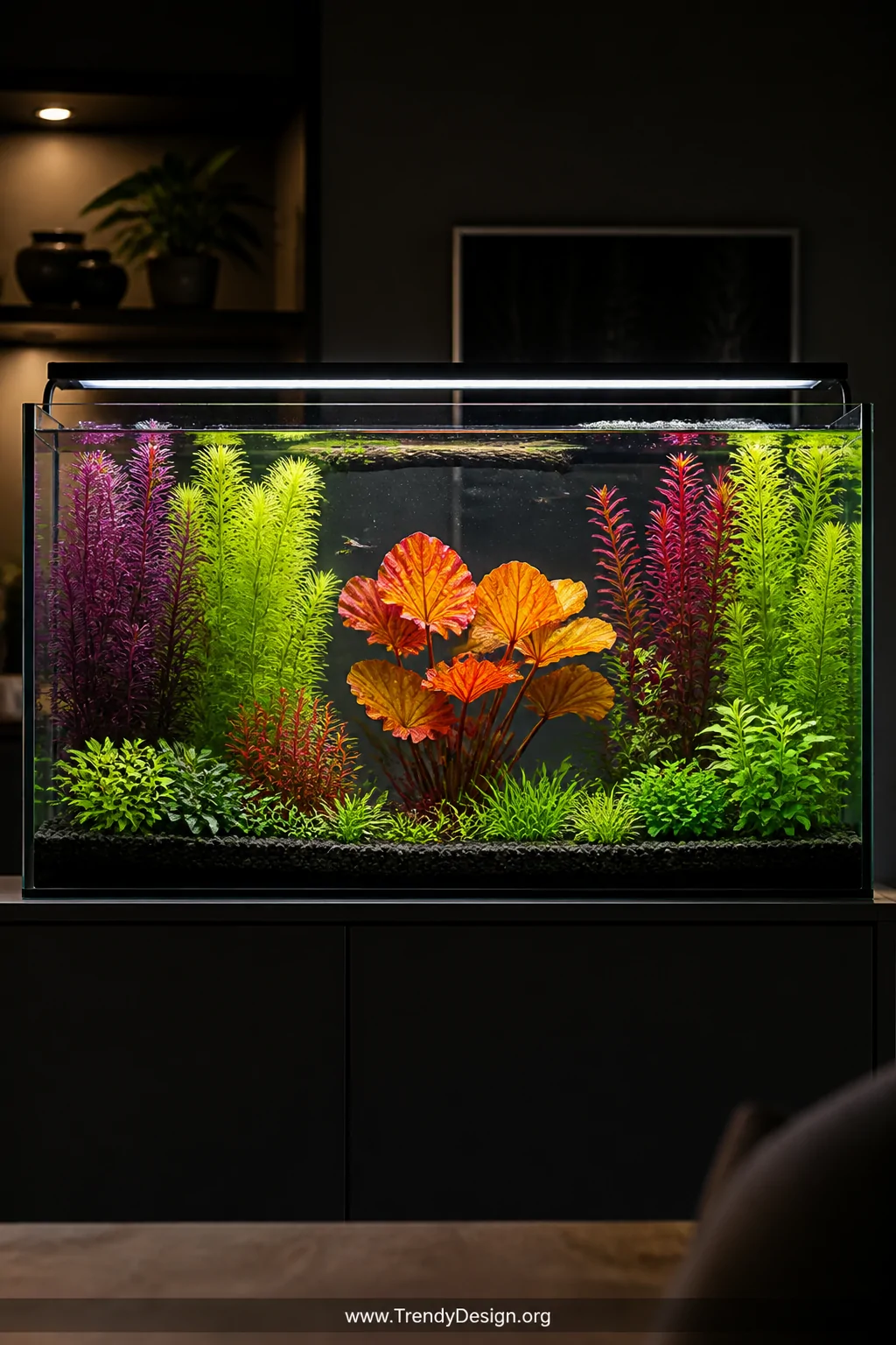 Medium shot of a stunning Dutch-style aquarium showcasing deliberate rows of contrasting aquatic plants   deep purple Cabomba