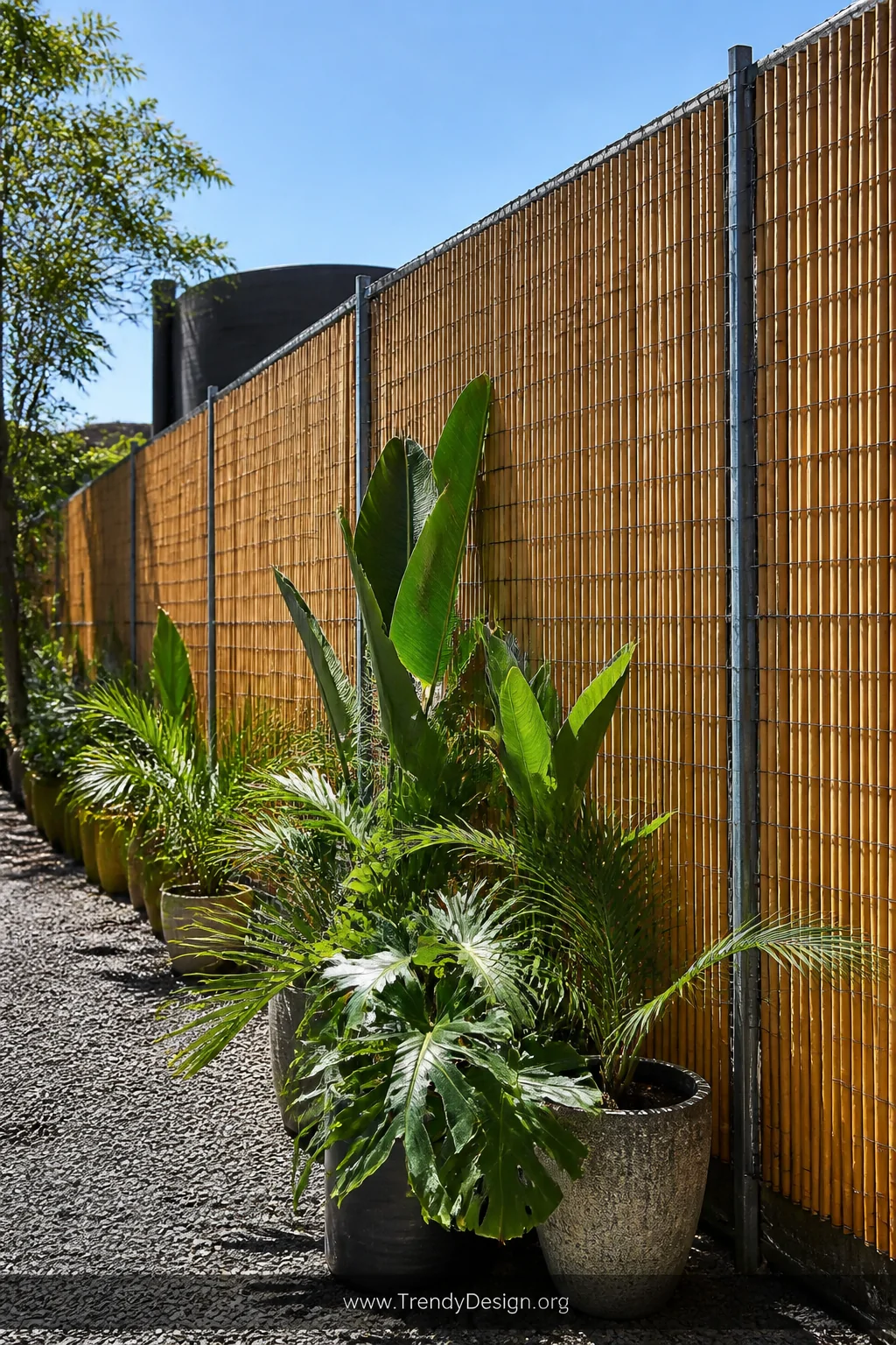 A medium exterior shot of rolled natural tan bamboo reed fencing zip-tied across a chain link fence frame extending above the