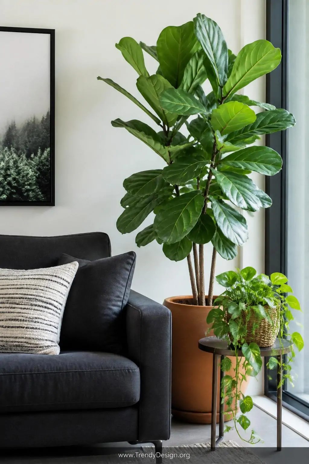 A closeup photorealistic interior shot focusing on the right corner of a dark grey couch where a towering fiddle-leaf fig in 