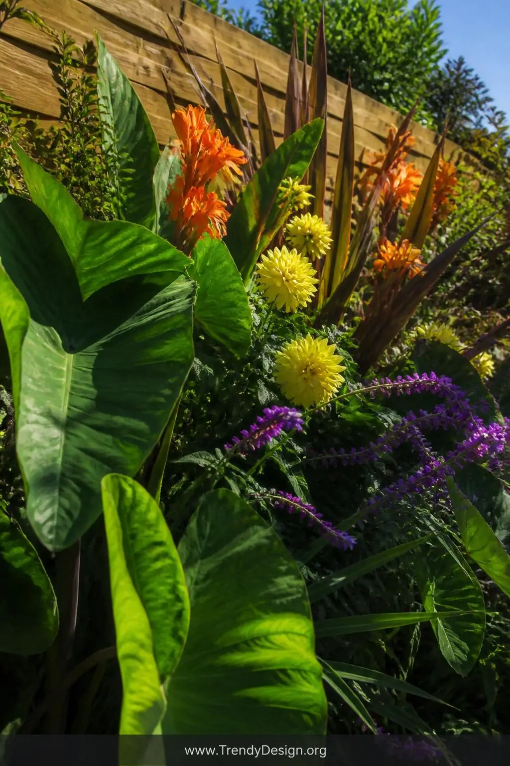 Medium shot of a tropical-inspired statement flower border along a warm sunny fence, enormous deep green elephant ear leaves 