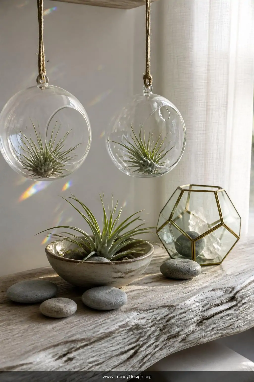 A medium-shot styled vignette on a bleached driftwood shelf where three air plants in varying silver-green spiky shapes rest 
