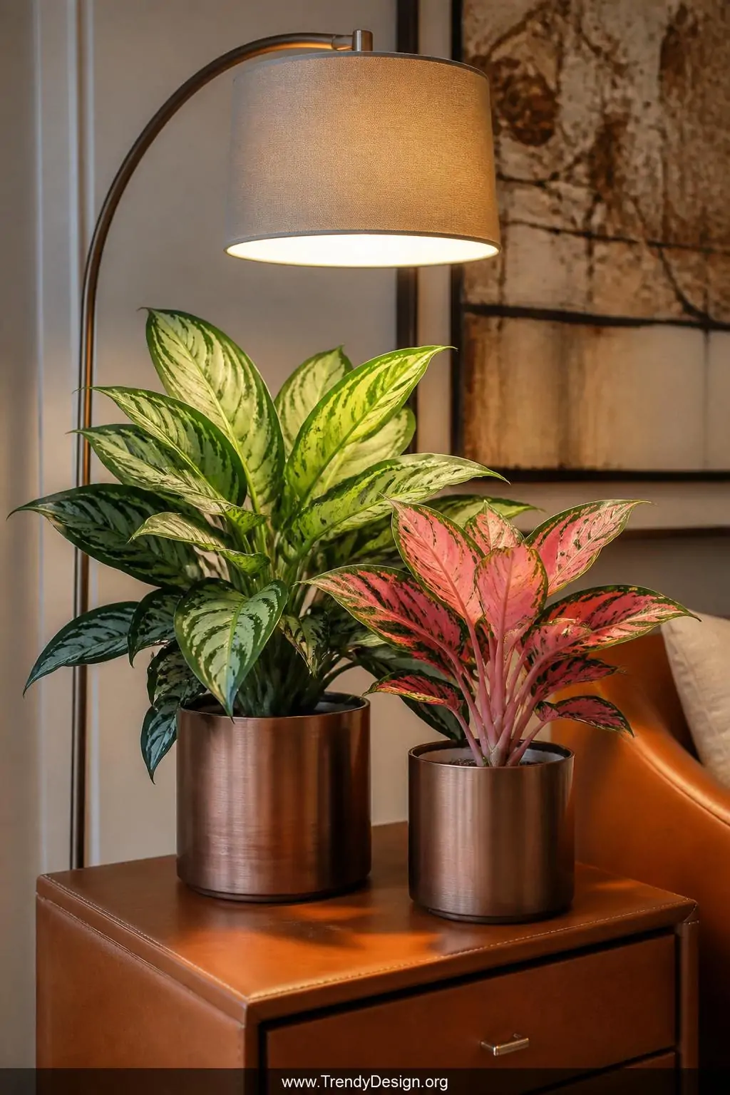 A medium-shot styled corner featuring a Chinese evergreen with bold silver and deep green patterned foliage alongside a compa