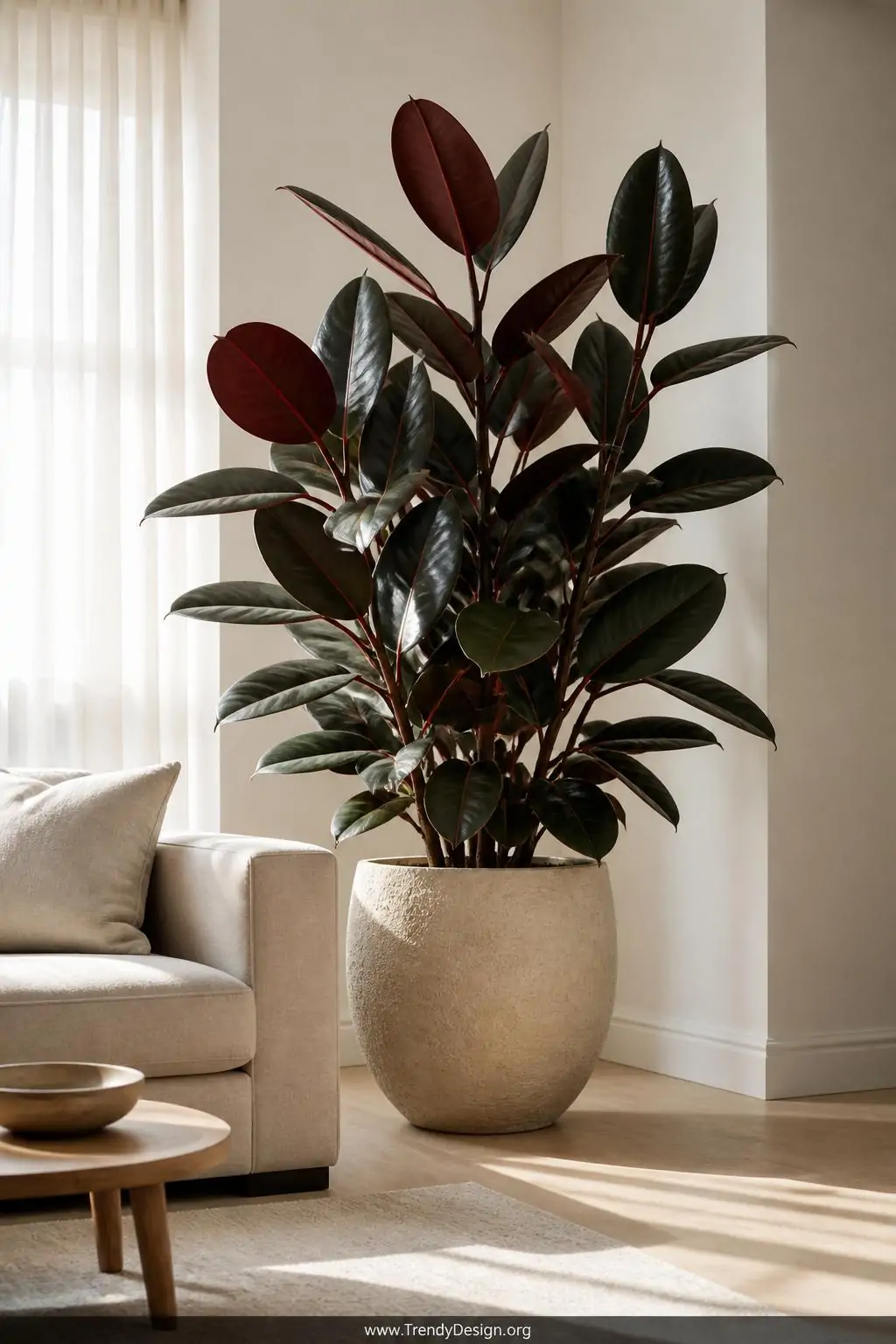 A wide-shot bright minimalist living room where a tall rubber plant with enormous deep burgundy and glossy forest-green leave