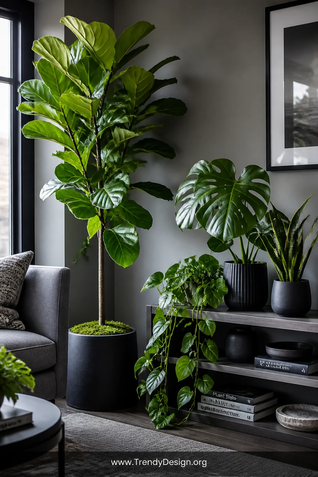 Medium shot of a grey living room corner featuring a tall dramatic fiddle leaf fig beside a low shelf clustered with a monste