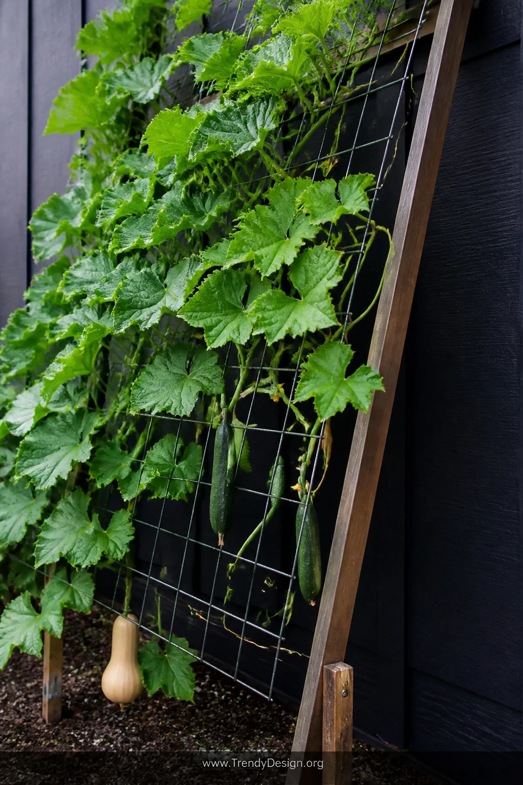 A detail shot of a lean-to hog wire trellis panel angled at roughly 70 degrees against a dark charcoal-painted exterior wall,