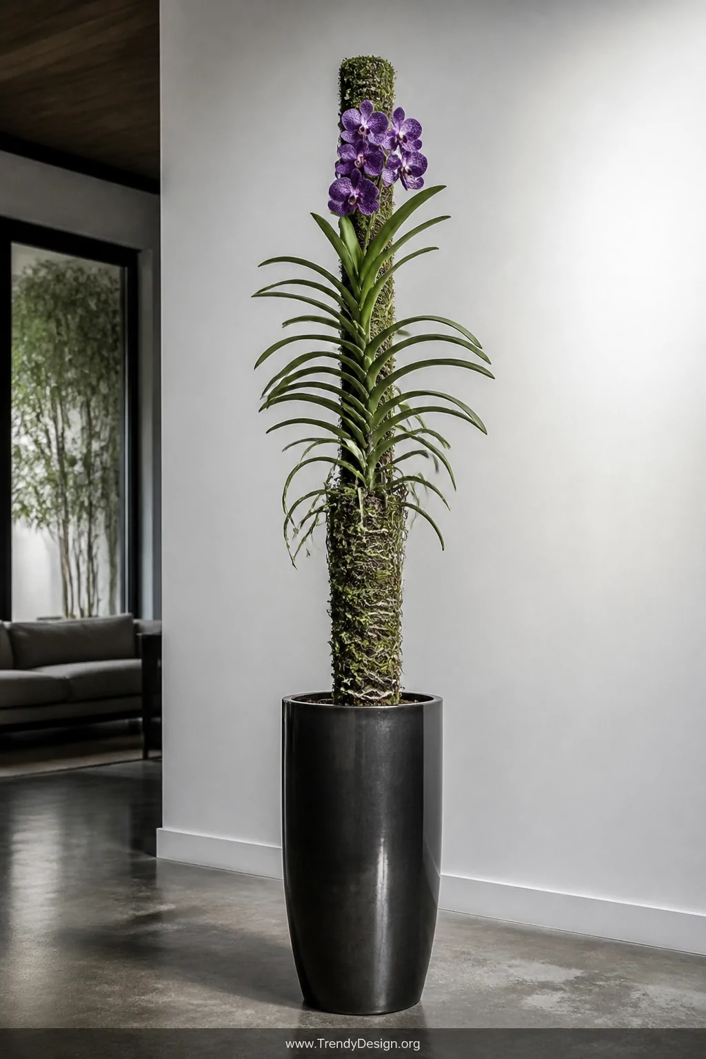 A dramatic wide shot of a tall cylindrical ceramic pot in deep charcoal glaze holding a sphagnum moss pole wrapped tightly wi