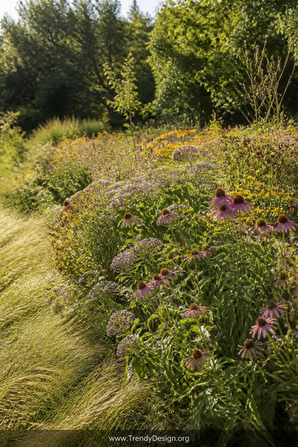 Drifting patch of native wildflowers including purple coneflowers, golden black-eyed Susans, and pale pink milkweed blooms in a sun-drenched garden meadow, textured green stems and dried seedheads catching warm afternoon light, wide shot showing a naturalistic 4x4 planting against an unmown grass border, photorealistic garden photography.