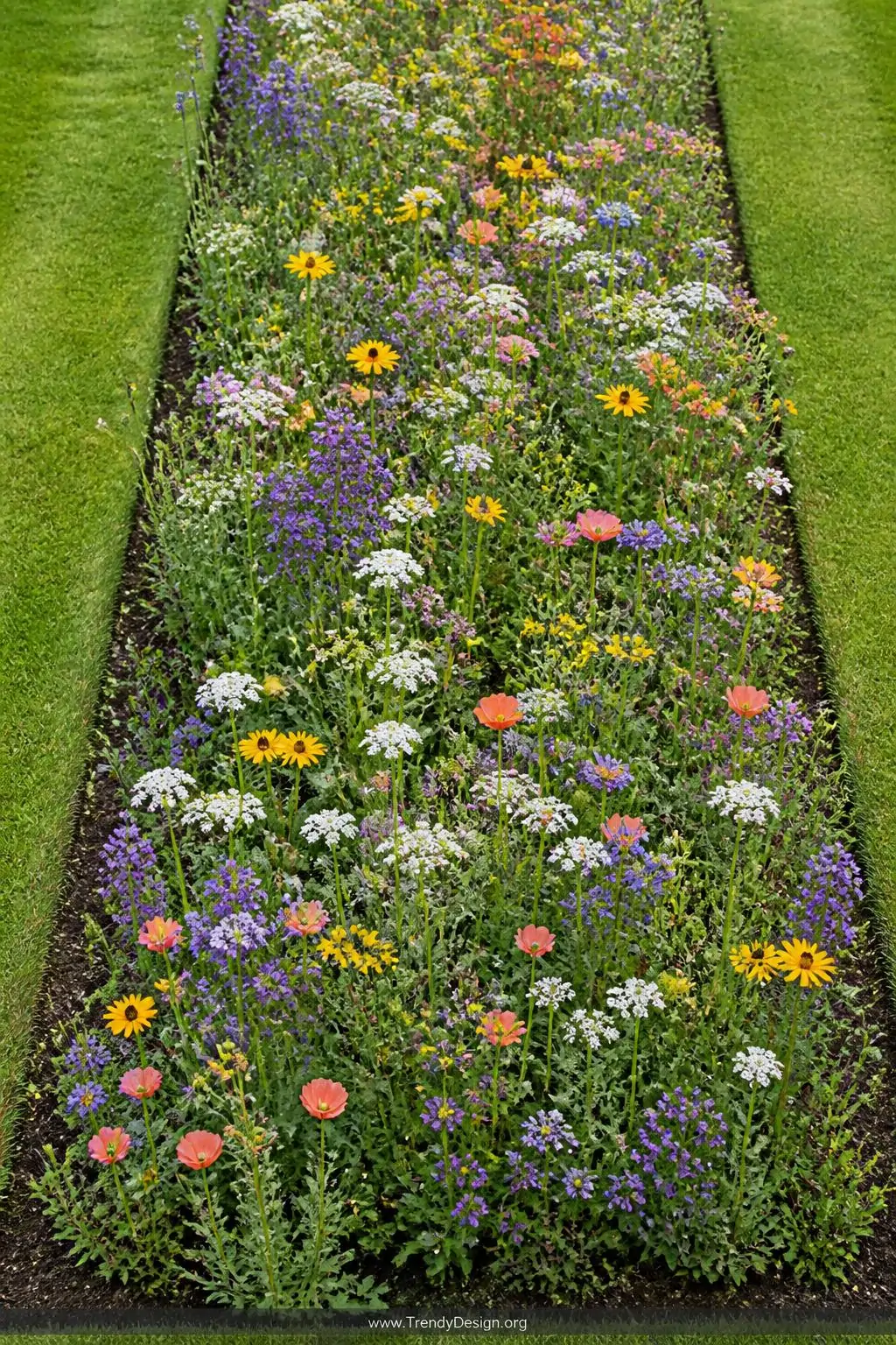 Medium photorealistic shot looking down at a defined rectangular patch where manicured lawn transitions sharply into a dense,