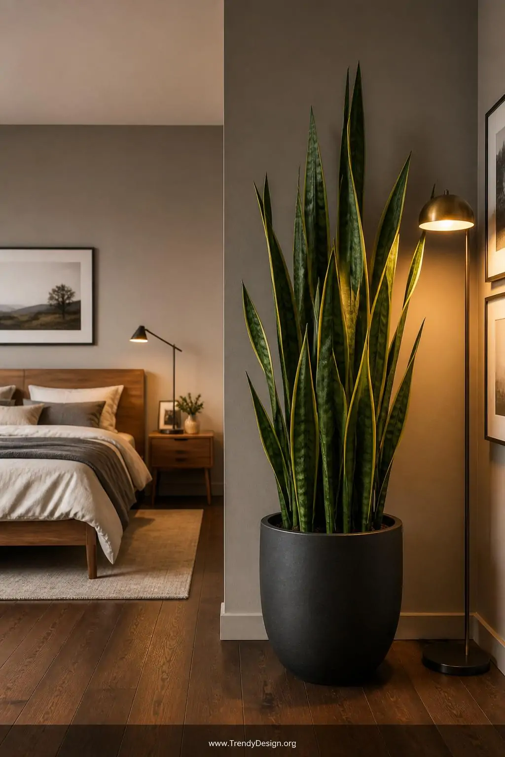 A stylish bedroom corner with a tall architectural snake plant in a matte charcoal ceramic pot against a warm greige wall, it