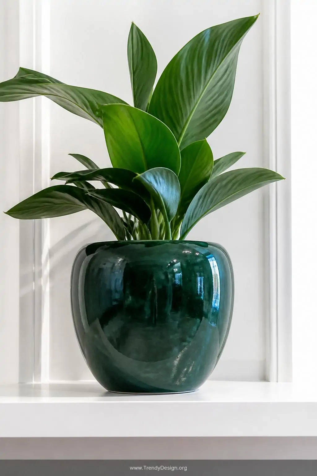 Glossy deep forest green ceramic pot holding a single sculptural plant on a white floating shelf against a bright white wall, the jewel-toned glaze catching sharp overhead light and reflecting like polished stone, closeup shot, photorealistic interior design.