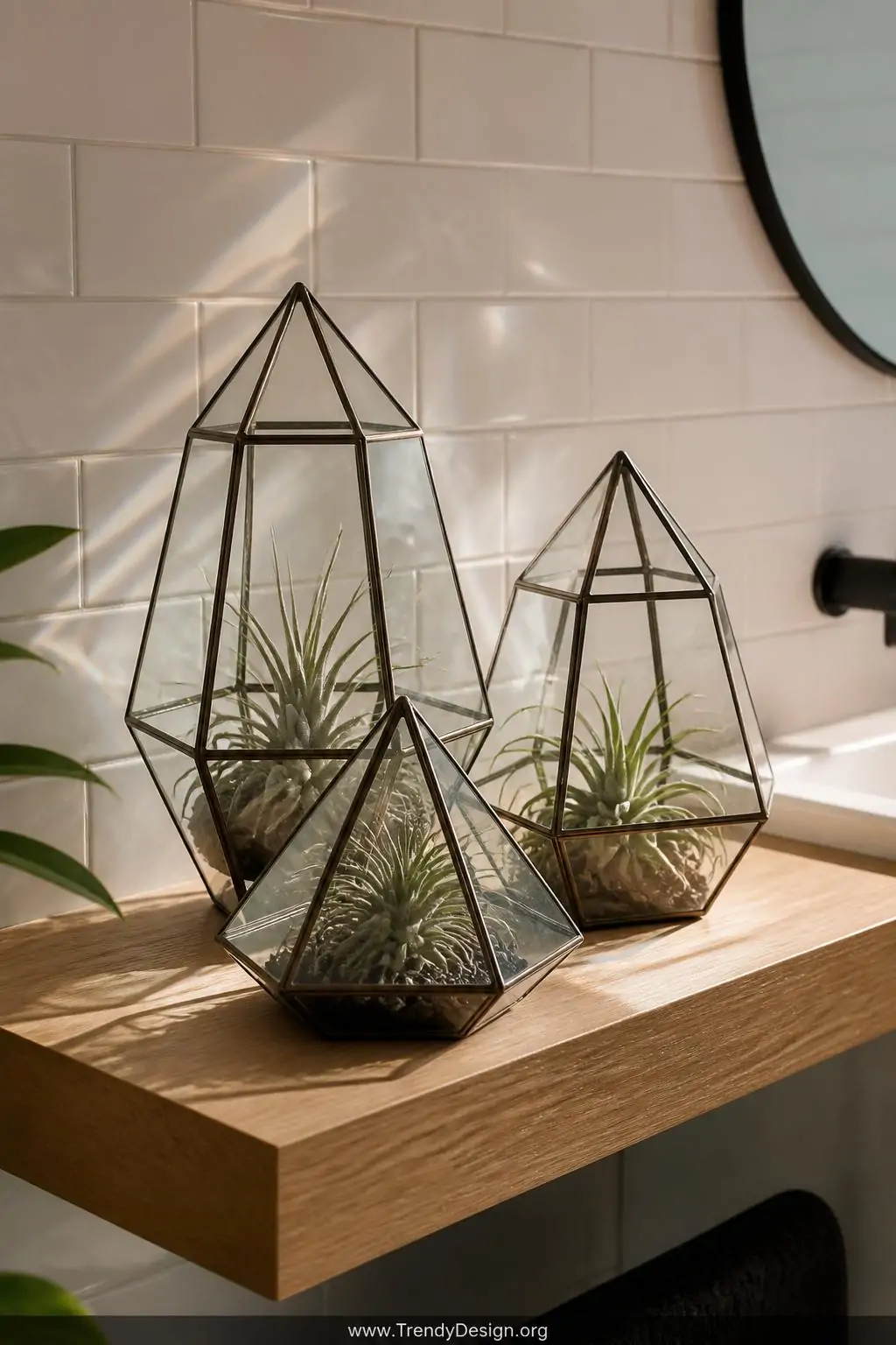 Cluster of three geometric glass terrariums at varying heights on a floating oak bathroom shelf, each holding a sculptural air plant, morning light refracting through glass onto white grout tile, medium closeup shot.