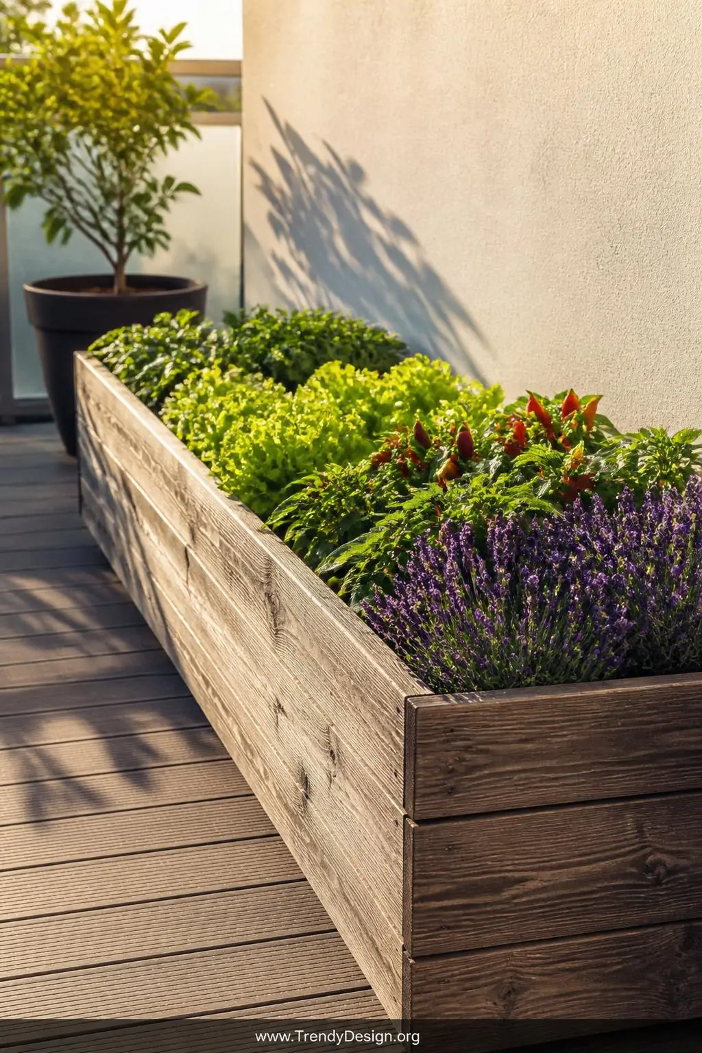 Weathered cedar raised planter box positioned along a sun-drenched balcony wall, medium shot, structured garden style — neat rows of lettuce, dwarf pepper plants, and a frothy edge of lavender adding deep purple contrast, rough wood grain texture against smooth composite flooring, warm golden afternoon light casting long shadows across the arrangement, photorealistic interior design.
