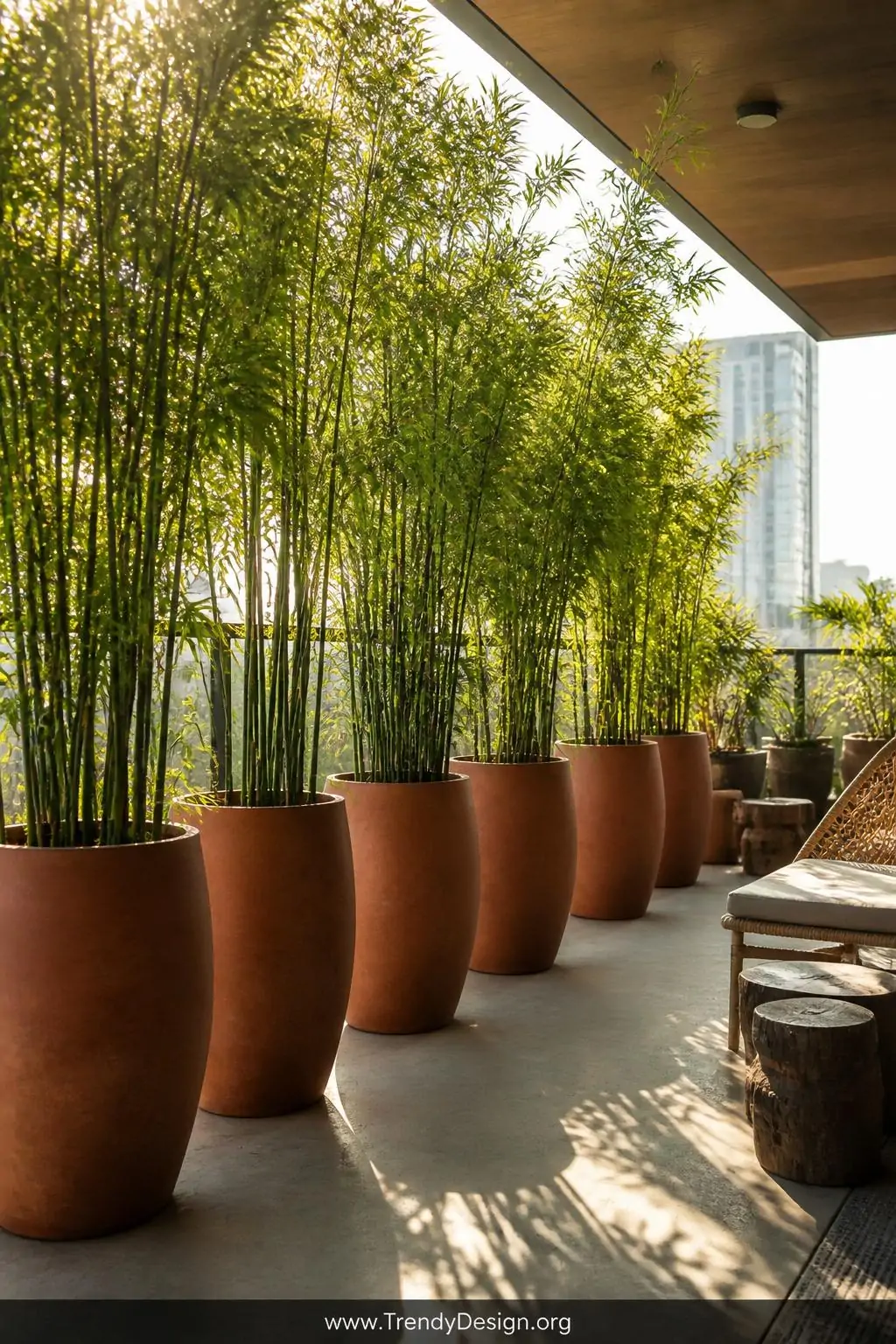 Row of tall terracotta planters holding lush clumping bamboo along a balcony edge, urban rooftop balcony, organic biophilic style, dense green feathery stalks swaying mid-frame with soft sunlight filtering through the leaves casting dappled shadows on a warm grey concrete floor, a woven lounge chair partially framed at the edge, golden afternoon light, wide shot.