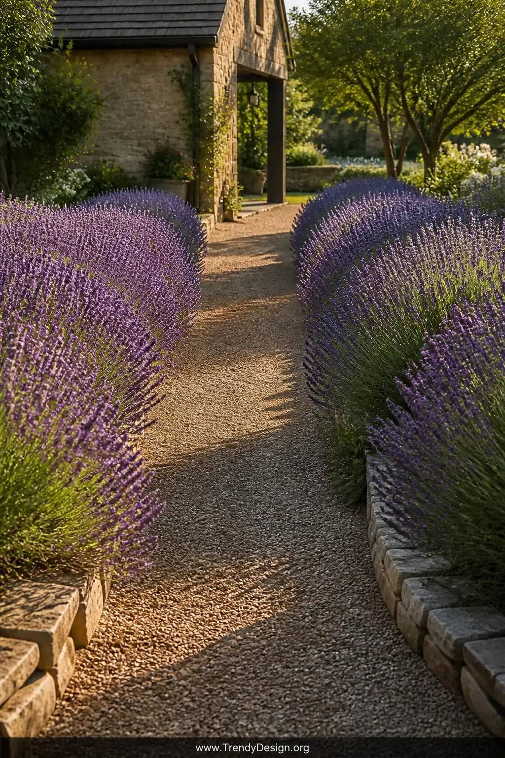 Billowing rows of deep purple 'Hidcote' lavender lining a narrow gravel garden path, soft silver-green stems spilling gently over stone edges, warm afternoon light casting long shadows across the path, wide shot, photorealistic garden photography.