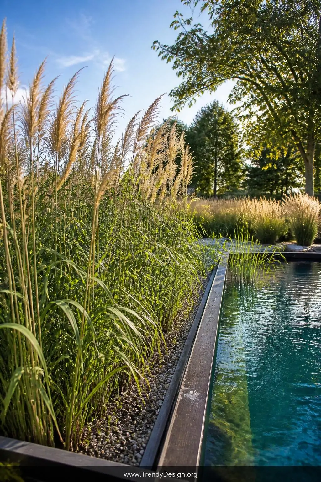 Reed bed bio-filter channel beside a natural swimming pool in a wild garden setting, meadow naturalistic style, wide shot — a dramatic gravel-filled reed channel packed with towering Phragmites australis swaying in a gentle breeze, their feathery amber plumes catching late afternoon sun, the adjacent pool glowing with deep blue-green water behind a low timber border.