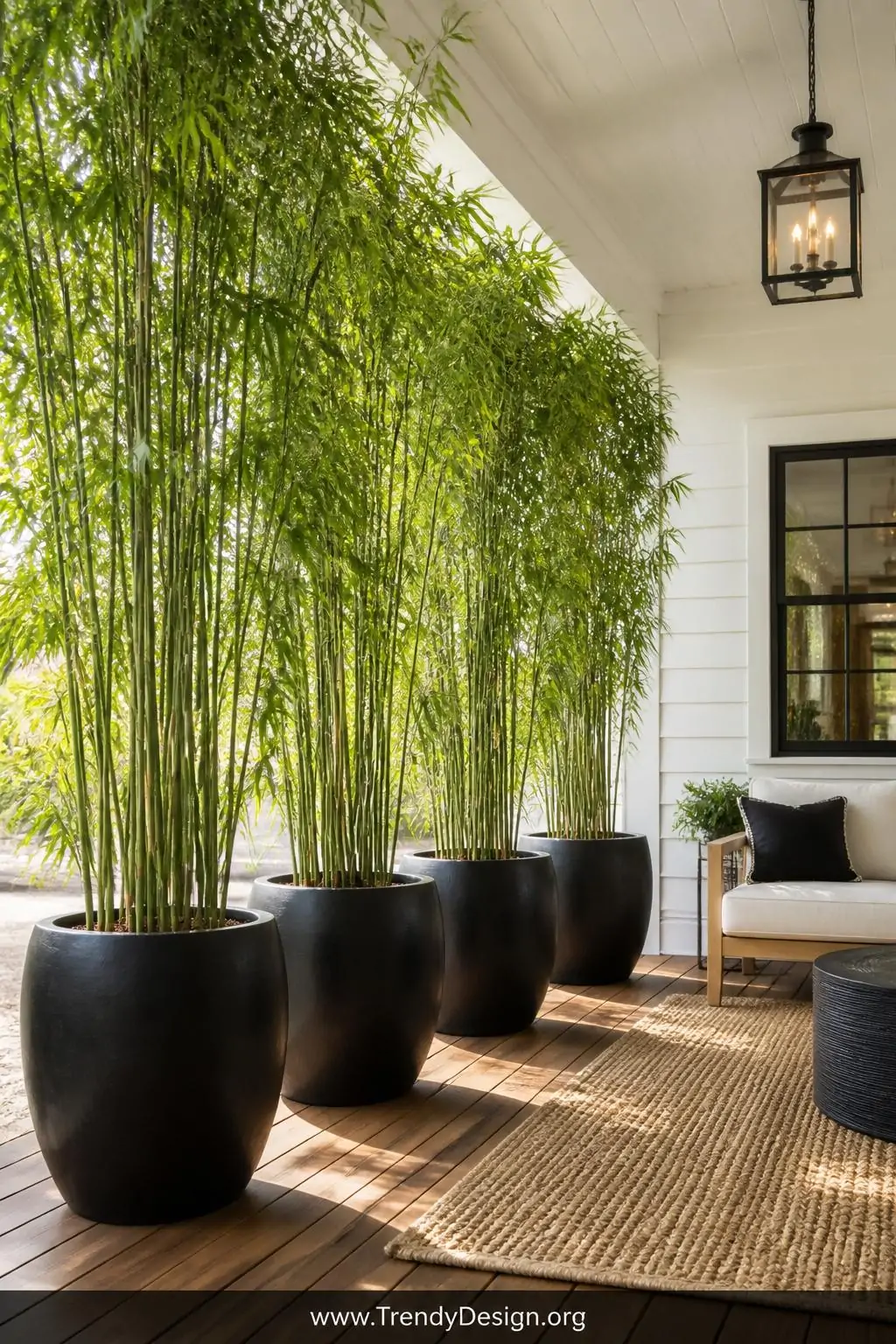 Row of four oversized black ceramic planters filled with tall clumping bamboo standing along the open edge of a modern farmhouse porch, dappled green filtered light casting soft shadows across warm honey-toned wood decking, woven outdoor rug in natural jute tones below, wide shot showing the bamboo wall effect against a crisp white shiplap exterior.