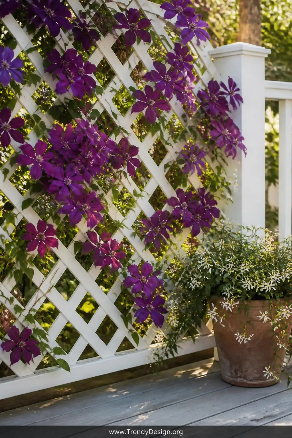A closeup medium shot of a white vinyl diamond lattice railing panel covered in cascading deep purple clematis vines in full