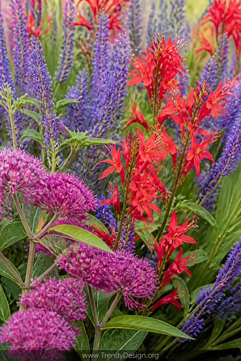 Close-up photorealistic shot of a dense pollinator wildflower patch, vivid purple lavender spires and bright coral cardinal f