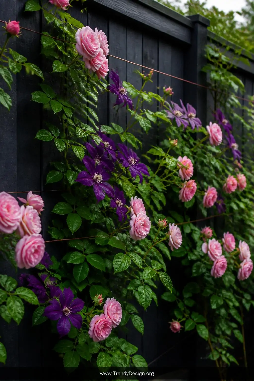 Deep charcoal-painted timber fence covered in blooming pale pink climbing roses and violet clematis trained along copper wire, wet with morning dew, vivid green foliage popping dramatically against the dark moody backdrop, medium shot, soft morning light, photorealistic.