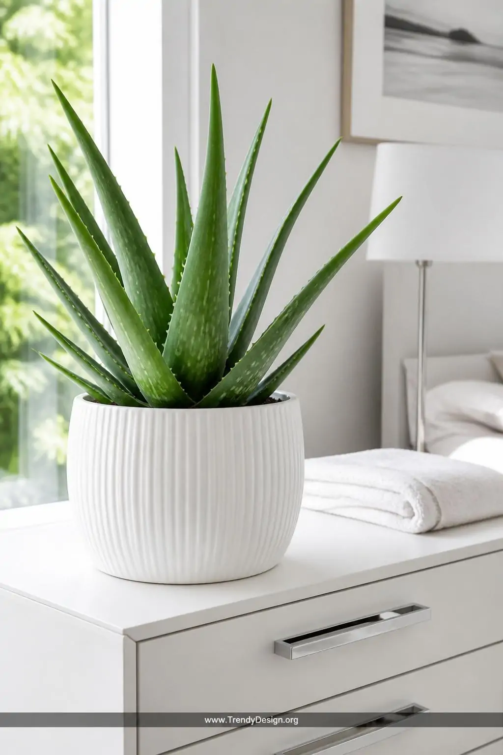 A close-up shot of a plump aloe vera plant in a sleek white ribbed ceramic pot sitting on a modern white bedroom dresser, fle