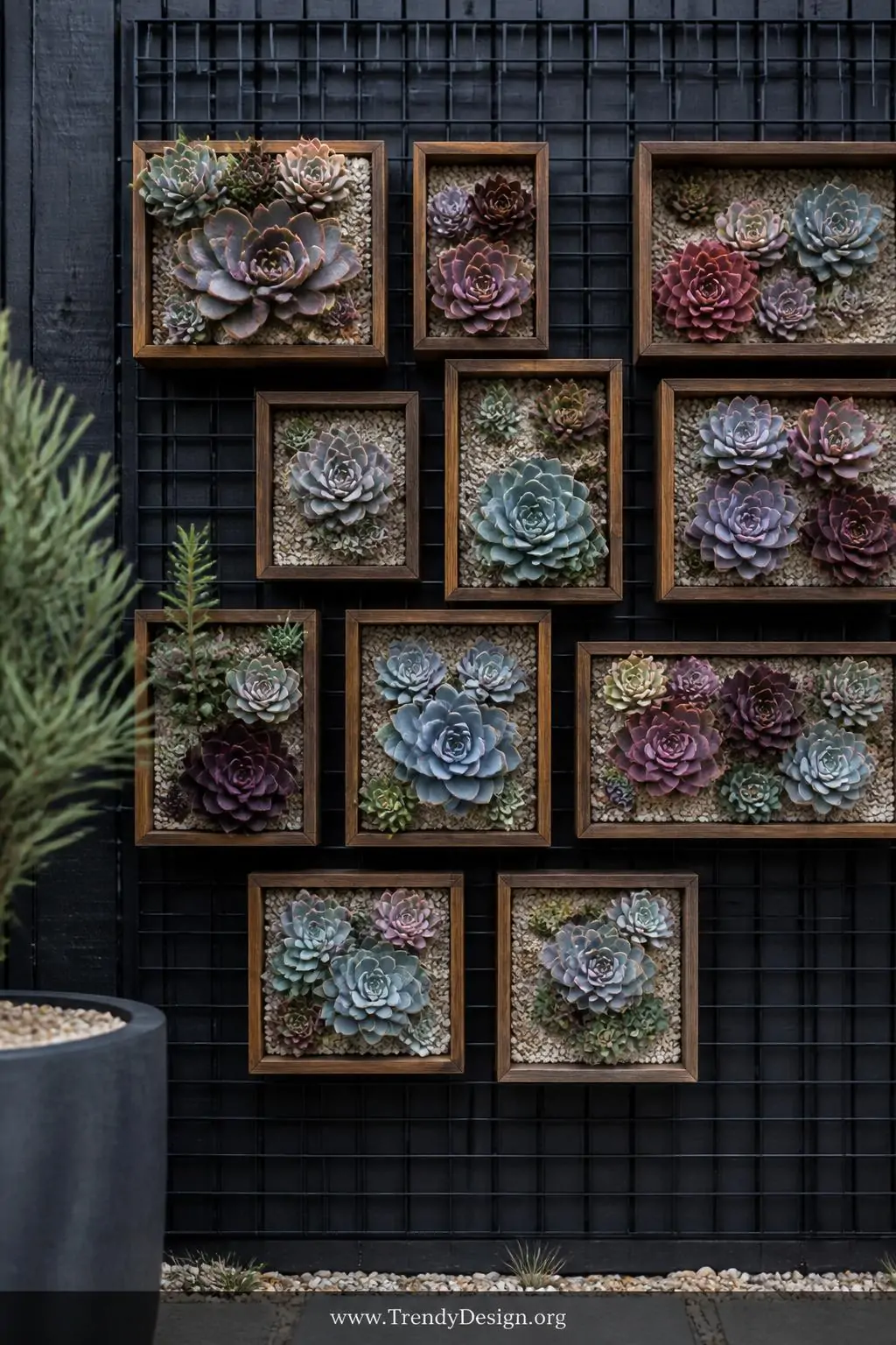 Black wire grid panel mounted flush against a matte charcoal fence in a minimalist boutique-style outdoor courtyard, modern design-forward style, shallow wooden succulent frames arranged in a precise mosaic grid displaying jewel-toned echeveria rosettes in dusty rose, silver-blue, and deep burgundy against pale sandy succulent soil, clean diffused overcast light making every texture razor sharp, closeup shot.
