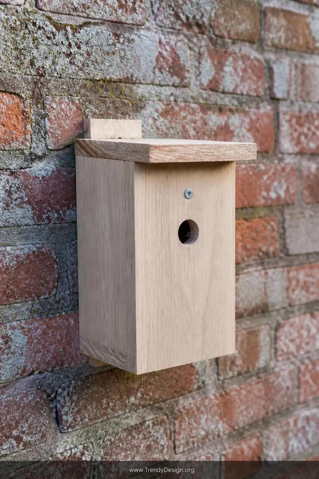 Pale wooden nesting box with a precisely drilled 25mm entrance hole mounted on a north-facing red brick garden wall, lichen-edged surface in soft grey and cream tones, a wisp of dried grass visible at the opening, cool natural morning light, closeup shot emphasizing grain texture and mossy wall detail, photorealistic garden photography.