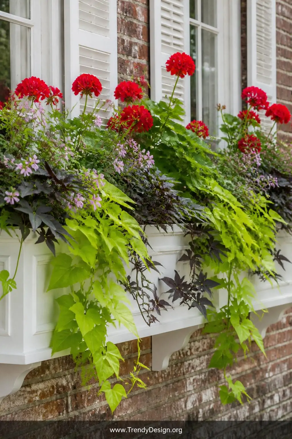 Closeup photorealistic shot of lush overflowing colonial window boxes painted crisp white to match shutters, densely planted 