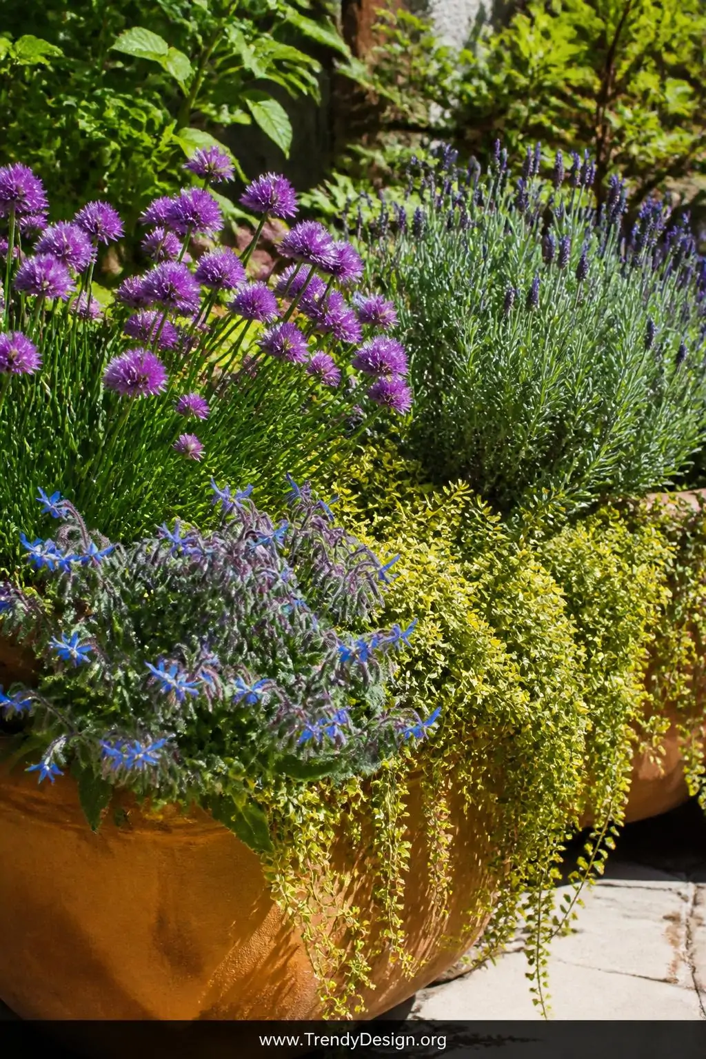 Flourishing raised herb garden bed packed with blooming purple chive pom-poms, silver-green lavender spikes, cascading golden thyme, and vibrant blue borage flowers, bathed in full summer sunshine, terracotta pot edges warm and sun-bleached, medium shot capturing the dense colorful tapestry of textures and blooms, photorealistic garden photography.