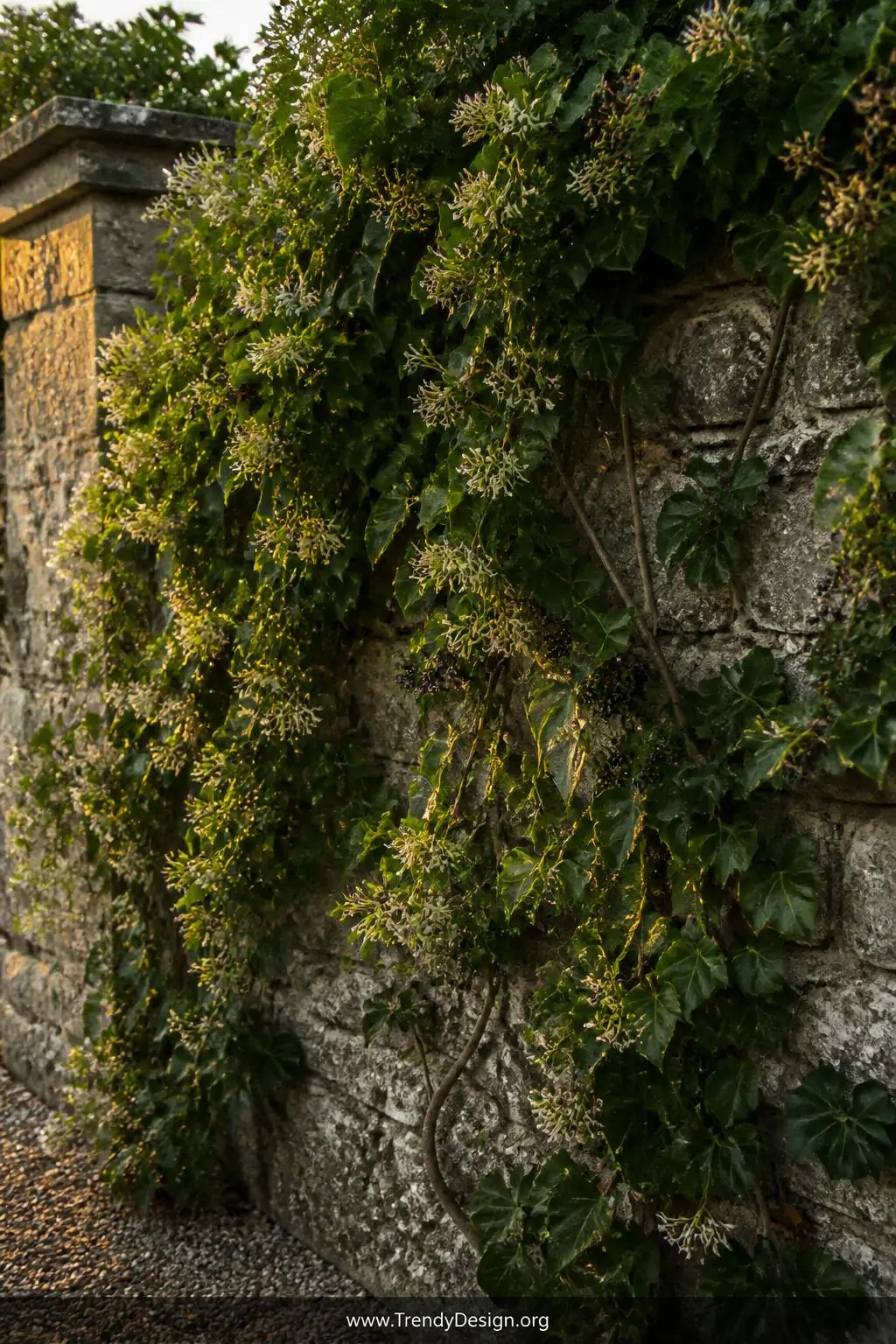Dense cascade of deep glossy green ivy and cream-flowered honeysuckle climbing a weathered stone garden wall, intertwining woody stems and heart-shaped leaves covering aged grey mortar in rich layered textures, warm dusk light grazing the wall surface and illuminating scattered dark ivy berries, wide shot, photorealistic garden photography.